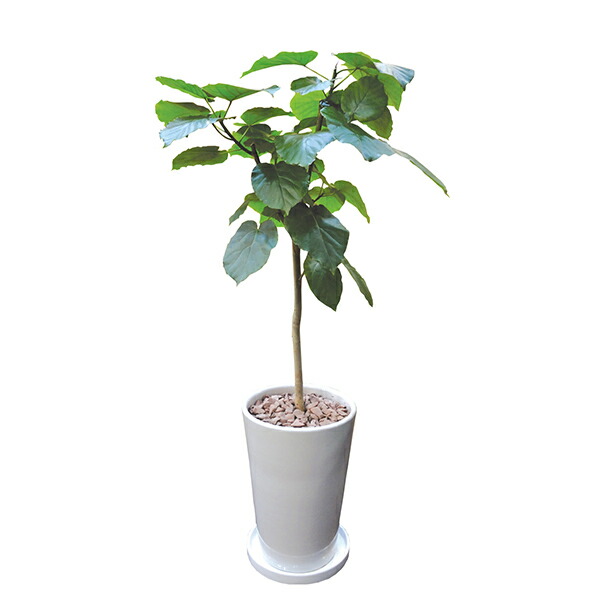 楽天市場】観葉植物 ウンベラータ 約80cm 陶器L 大型 室内用
