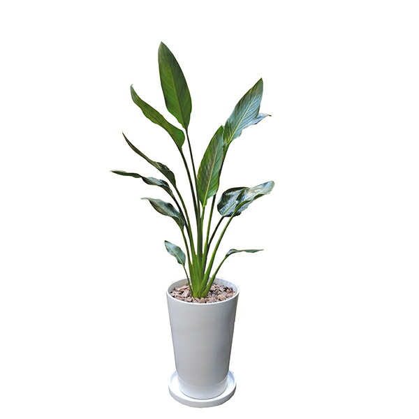 史上最も激安 観葉植物 レギネ 110cm 陶器ll 大型 室内用 本物 おしゃれ 鉢 インテリア プランツ 開業祝い 新築祝い ギフト 春 新生活 インタープランツネット Interplantsnet 大きい 贈り物 お祝い 引越 業務用 法人 人気 プレゼント 贈答 店 正規激安 Webmail