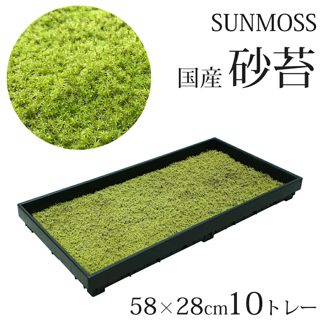 楽天市場】スナゴケ 砂苔 1平米 60cm×30cm(トレー6枚) 1箱 コケ
