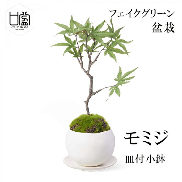 楽天市場】最大1000円OFFクーポン&100%ポイントバック 盆栽 シノブ