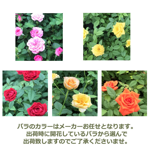 楽天市場 母の日 プレゼント ギフト 花 鉢植え ミニバラ バラ ローズ 薔薇 ばら 生花 寄せ植え バードケージ 鳥かご 籠 H50 No 49 おしゃれ かわいい 人気 小鳥 付き 新月バラ園 Hitax フラワー グリーン 玄関 外 庭 赤 黄色 レッド