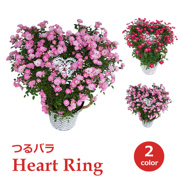楽天市場】母の日 プレゼント ギフト 予約 花 鉢植え 生花 つる 楽天市場】母の日 プレゼント ギフト 予約 花 鉢植え 生花 つる