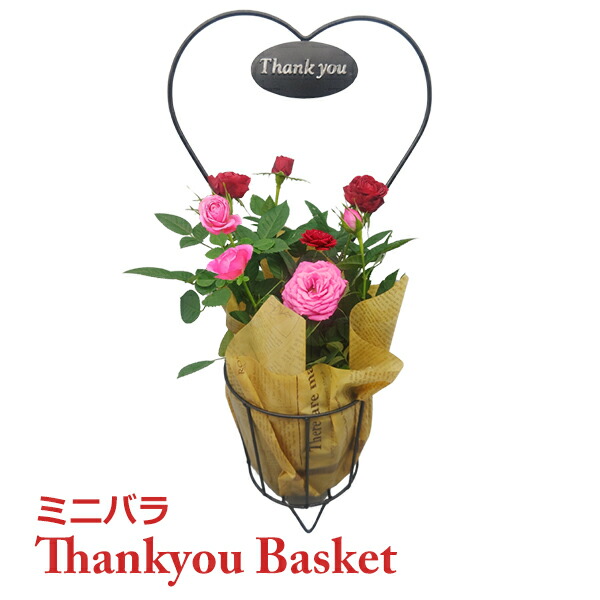 楽天市場】母の日 プレゼント ギフト 予約 花 鉢植え つる バラ 楽天市場】母の日 プレゼント ギフト 予約 花 鉢植え つる バラ