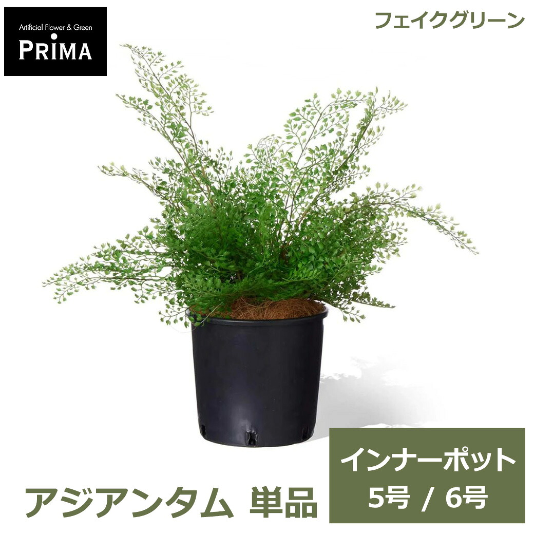 フェイクグリーン 観葉植物 人工観葉植物 アジアンタム インナーポット H55cm 5号 6号 単品 鉢にセットするだけ グリーン 水やり不要 植物 葉 PRGR-05P GREENPARK 送料無料 人気 アレンジ インテリア アレンジメント フェイク モダン 北欧 ナチュラ|viewgarden ビューガーデン