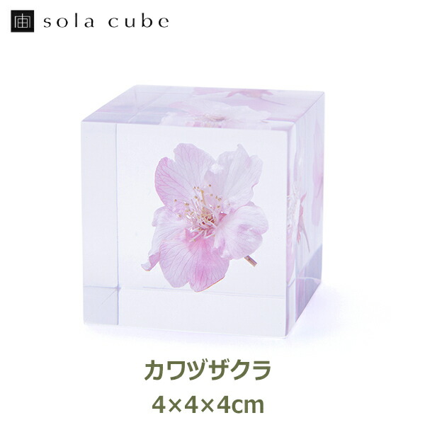 【楽天市場】サクラ 桜 雑貨 小物 春 標本 インテリア 植物 コマツオトメ 小松乙女 東京 sola cube ソラキューブ ギフト プレゼント  シンプル 和風 日本 おしゃれ 可愛い ピンク 箱 四角 プランツ 母の日 女性 送料無料 : viewgarden ビューガーデン