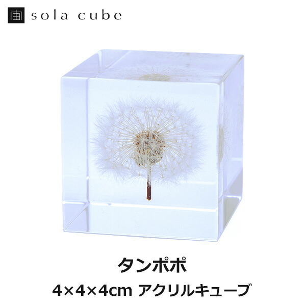 楽天市場 タンポポ 4cm Sola Cube 宙 ソラキューブ ウサギノネドコ おしゃれ インテリア 立体標本 透明 植物 小物 クリア プレゼント 女性 男性 ラッピング ギフト 箱 春 グリーン プランツ 飾り 図鑑 可愛い 手のひら キレイ 箱 おしゃれ ギフト 透ける Viewgarden