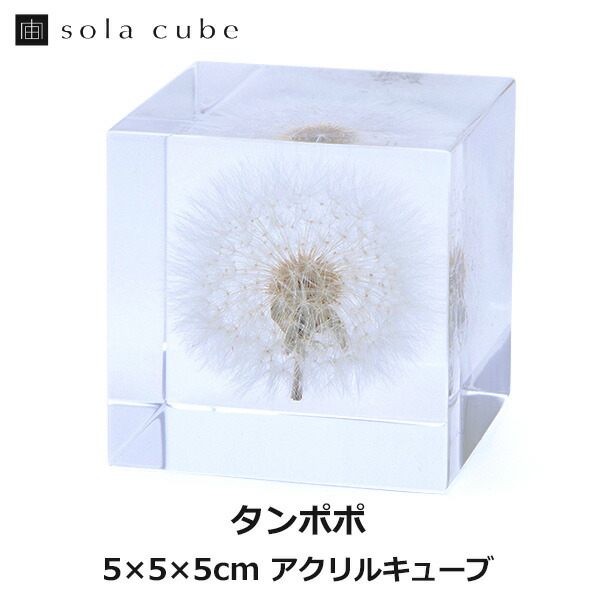 楽天市場】最大100%ポイントバック！※条件あり タンポポ 4cm
