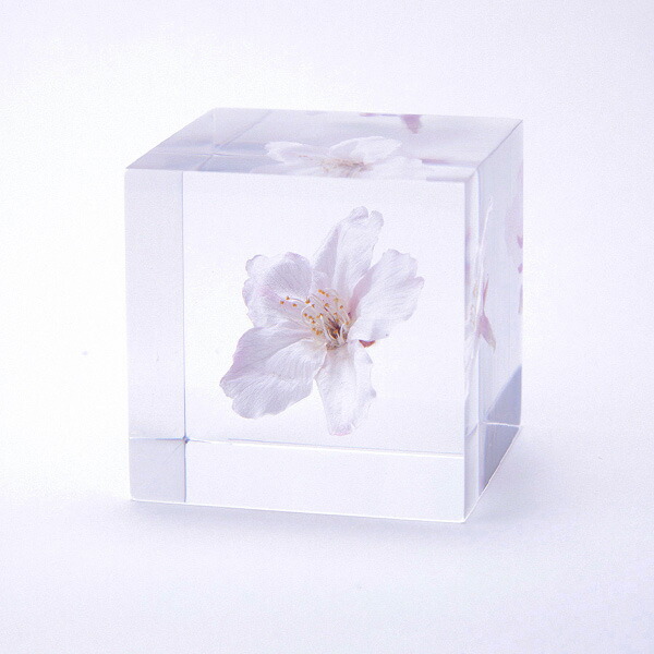 楽天市場 宙キューブ ソメイヨシノ 4cm Sola Cube さくら 桜 ウサギノネドコ ソラキューブ クリア おしゃれ プレゼント ギフト お祝い サクラ 花 透明 キャッシュレス還元 春 立体標本 インテリア 小物 フラワー 植物 樹脂 オブジェ 雑貨 図鑑 グリーン 長持ち 一輪 モチーフ