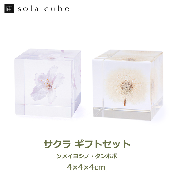 楽天市場】宙キューブ ソメイヨシノ 4cm Sola cube さくら 桜