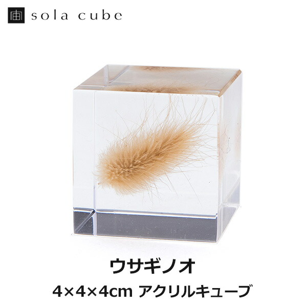 ウサギノネドコ Sola cube ３種類セット　標本ケース付き ウサギノネドコ Sola cube 3種類セット 標本ケース付き