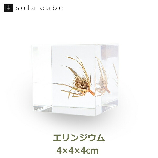 楽天市場】タンポポ 5cm スライス Sola cube 宙 ソラキューブ 楽天市場】タンポポ 5cm スライス Sola cube 宙 ソラキューブ