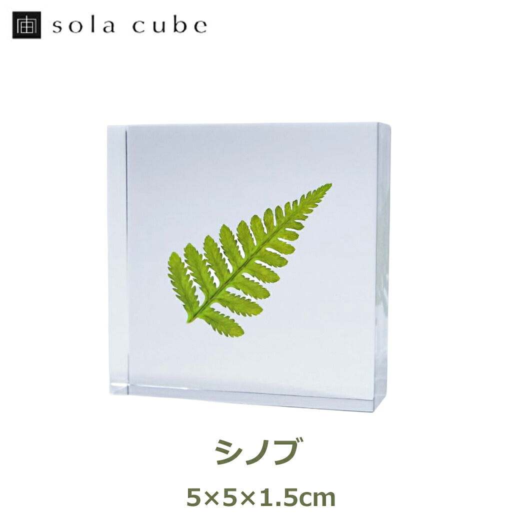 楽天市場】最大1000円OFFクーポン&100%ポイントバック ソラキューブ