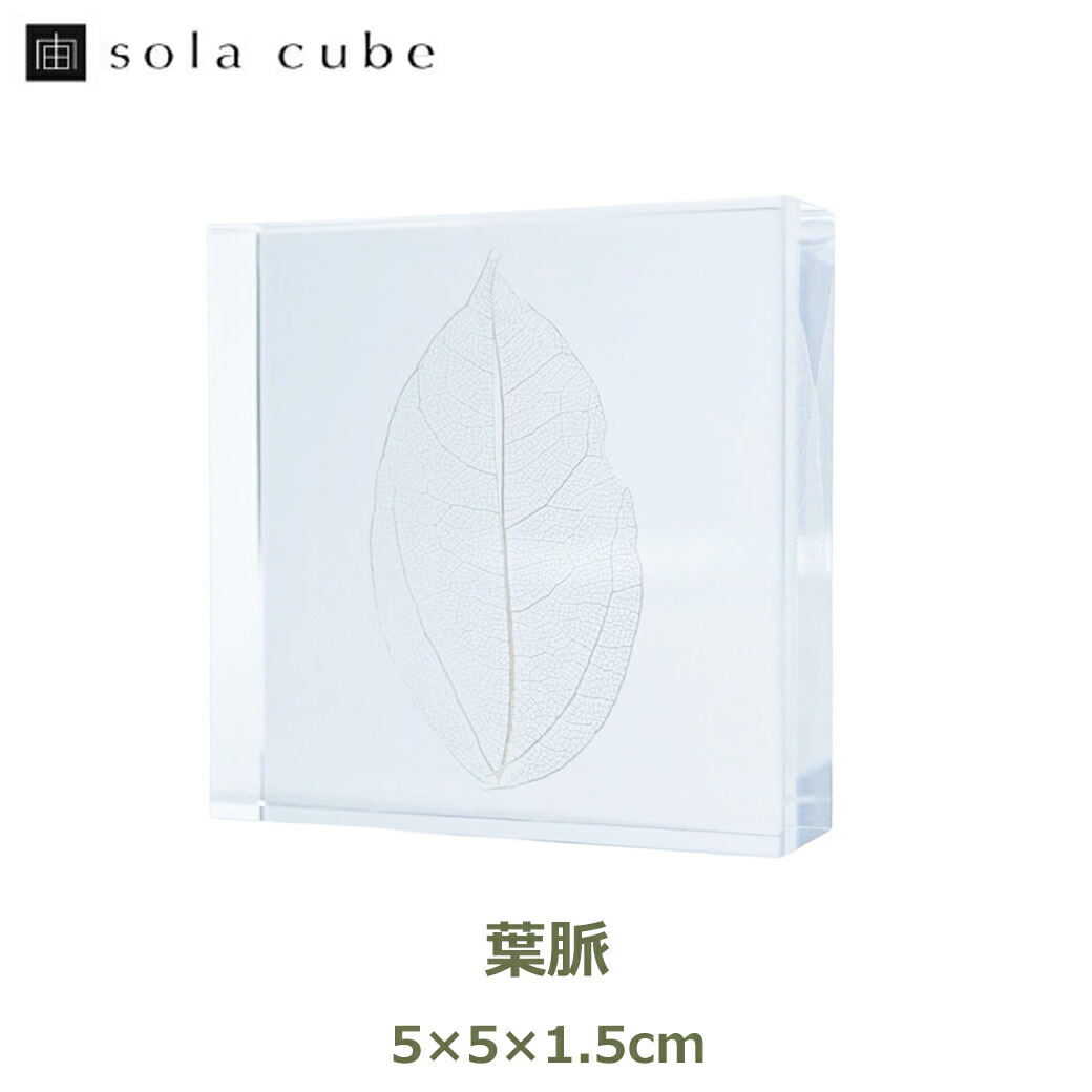 楽天市場】最大100%ポイントバック ウサギノネドコ 標本 植物 ソラ