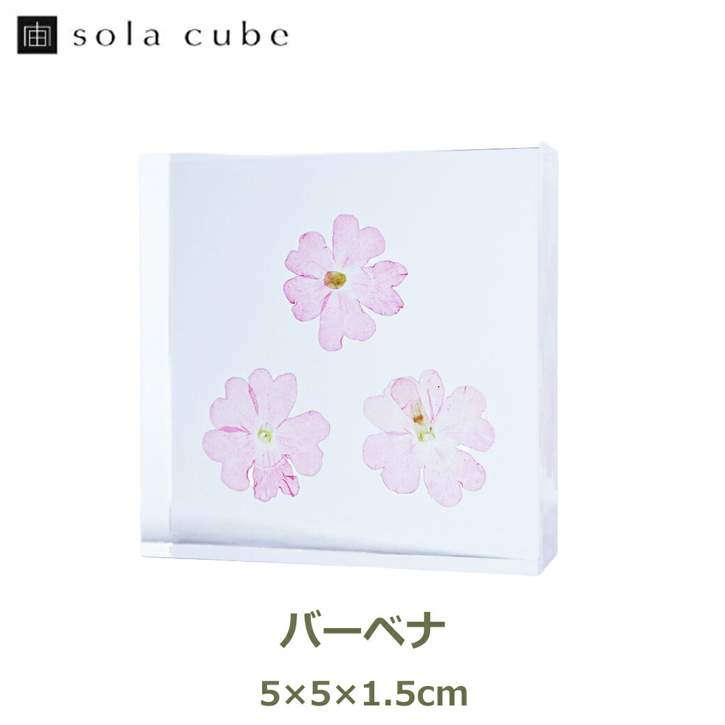 楽天市場】ウサギノネドコ 標本 植物 ソラ タイル キューブ 宙キューブ