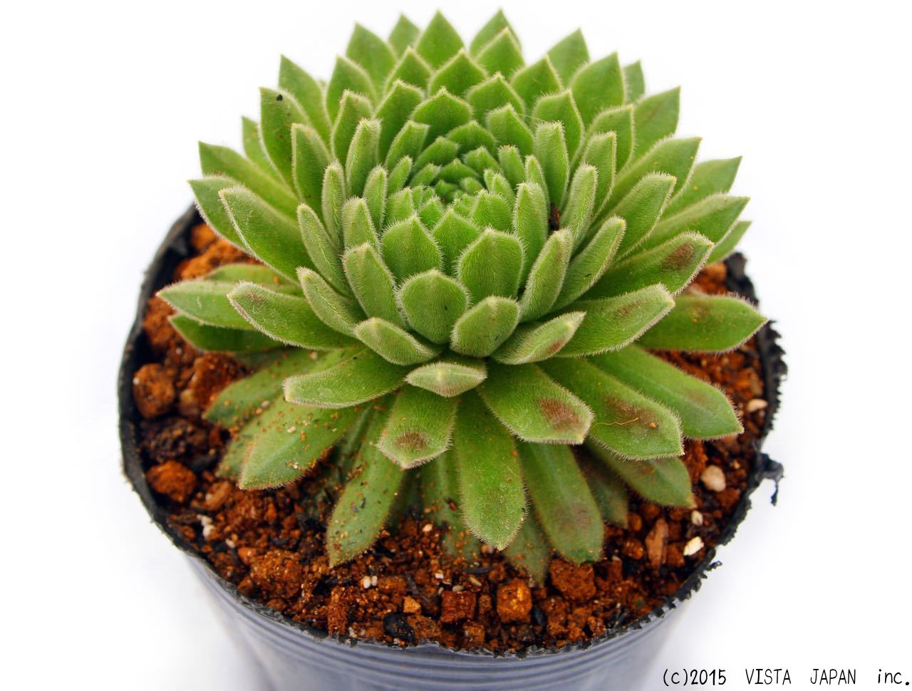 楽天市場】ホットペッパーミント センペルビウム属 多肉植物 9cm