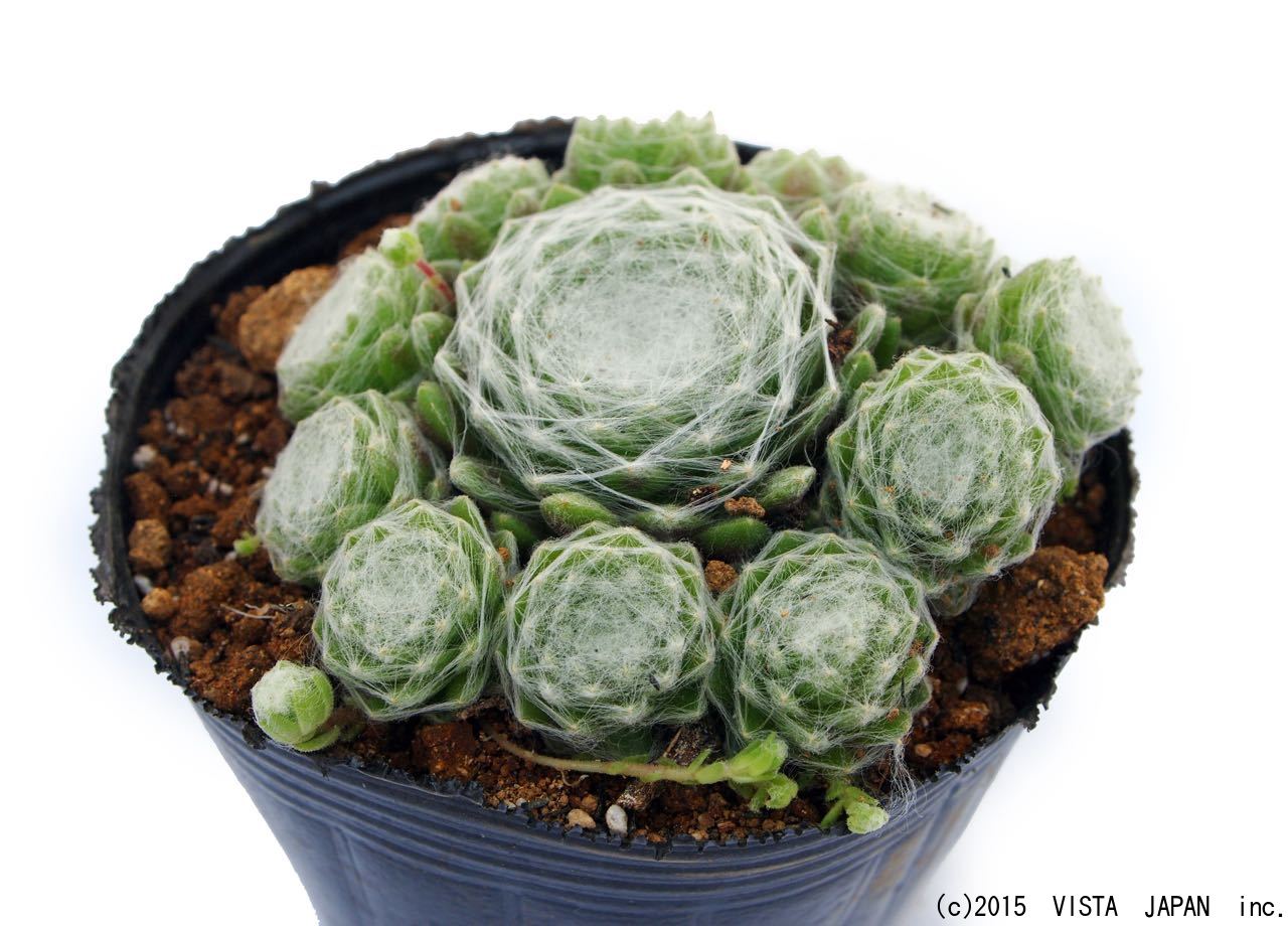 楽天市場 巻絹イワレンゲ マキギヌイワレンゲ センペルビウム属 多肉植物 9cmポット観葉植物 雑貨 おすすめ インテリア 暮らし 160 地植え 鉢植え 子株 寒さ 紅葉 多肉植物専門店 ビスタ