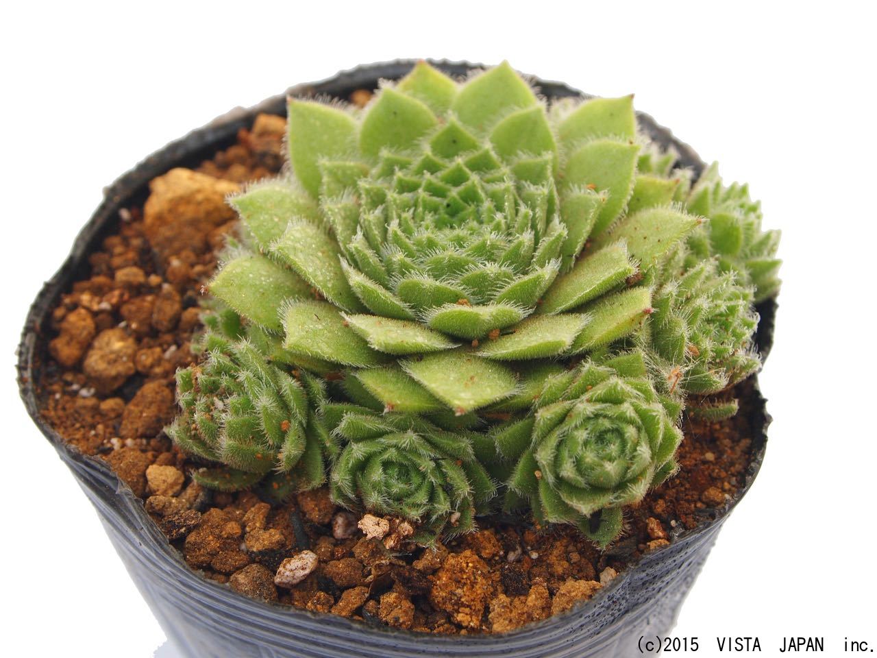 楽天市場 Spn8 センペルビウム属 多肉植物 9cmポット観葉植物 雑貨 おすすめ インテリア 暮らし 160 地植え 鉢植え 子株 寒さ 紅葉 多肉植物専門店 ビスタ