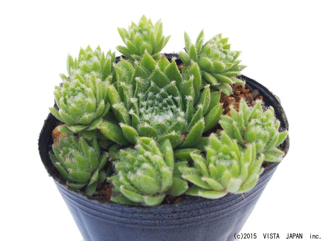 楽天市場】紅葉センペルビウム アラジン 3号 多肉植物 タニクショク