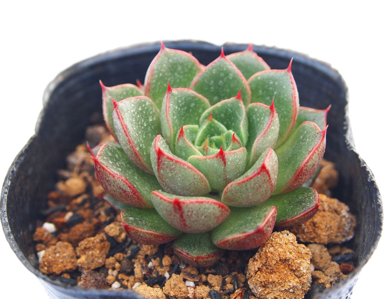 多肉植物パキフィツム　シンデレラ　抜き苗 農園直売 多肉植物 寄せ植え エケベリア属 シンデレラ（群）抜き