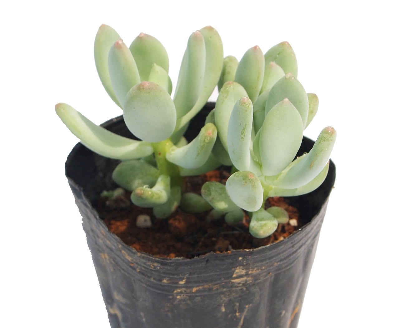 楽天市場】シンデレラ パキフィツム属 多肉植物 9cmポット観葉