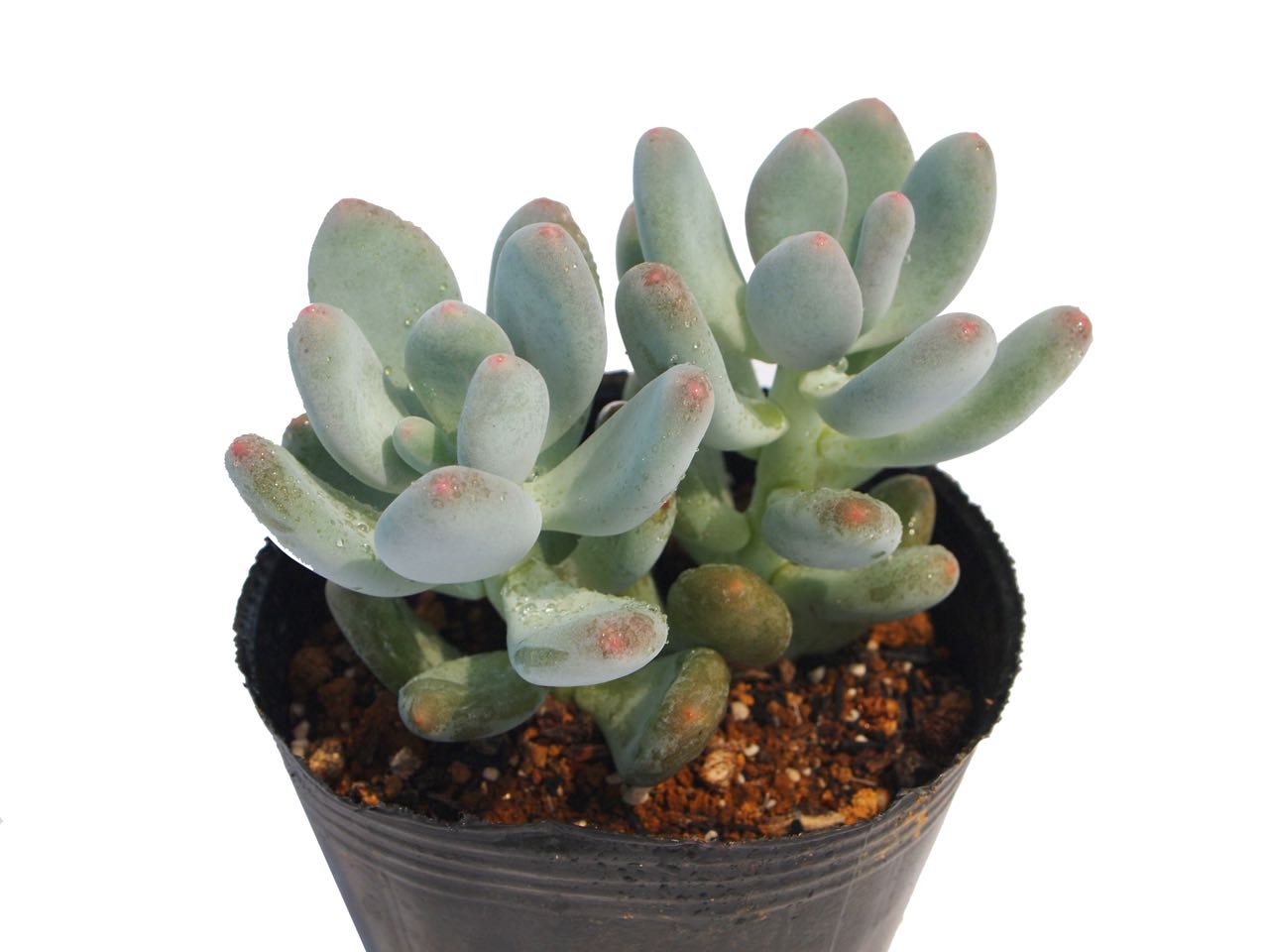 楽天市場】シンデレラ パキフィツム属 多肉植物 9cmポット観葉植物