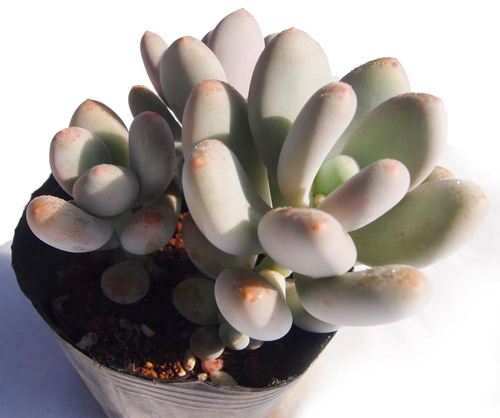 楽天市場】シンデレラ パキフィツム属 多肉植物 9cmポット観葉植物