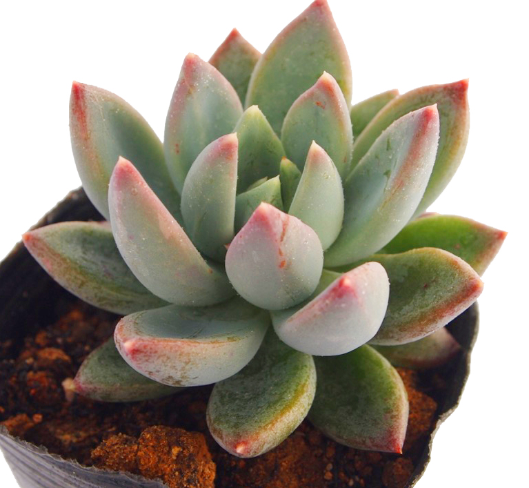 楽天市場】大和美尼（ヤマトビニ）エケベリア属 多肉植物 9cm