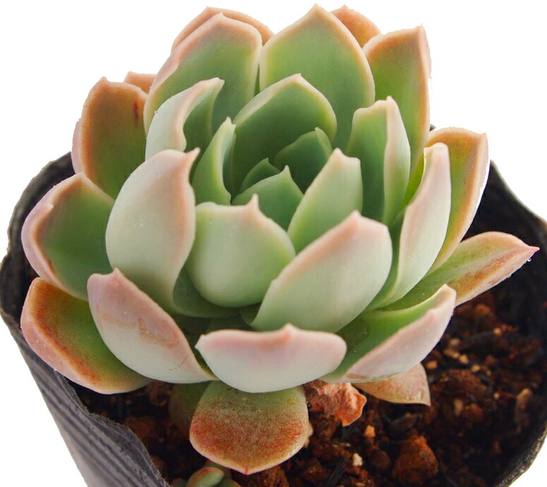 楽天市場】大和美尼（ヤマトビニ）エケベリア属 多肉植物 9cm