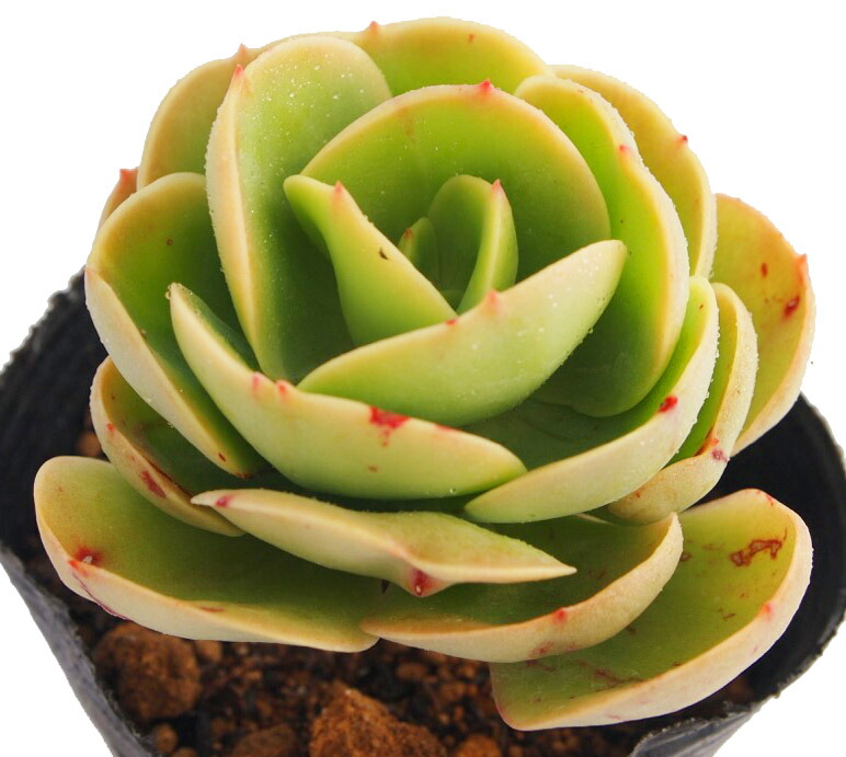 春の最新作 送料無料 多肉植物 原種プリティ D 9センチポット びび様専用 超特価セール 春の最新作 送料無料 多肉植物 原種プリティ D 9センチポット びび様専用 超特価セール