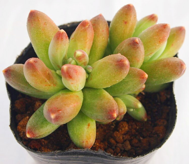 楽天市場 コンパクツム パキフィツム属 多肉植物 9cmポット観葉植物 雑貨 おすすめ インテリア 暮らし 室内 植物 育て方 切り戻し 花 鉢 多肉植物専門店 ビスタ