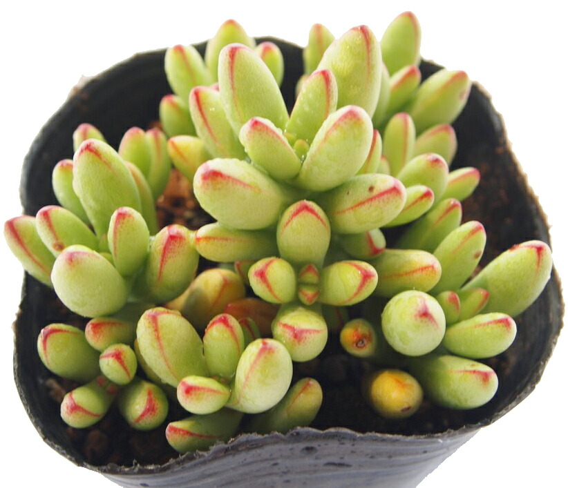 楽天市場】ディビット クラッスラ属 多肉植物 9cmポット観葉植物