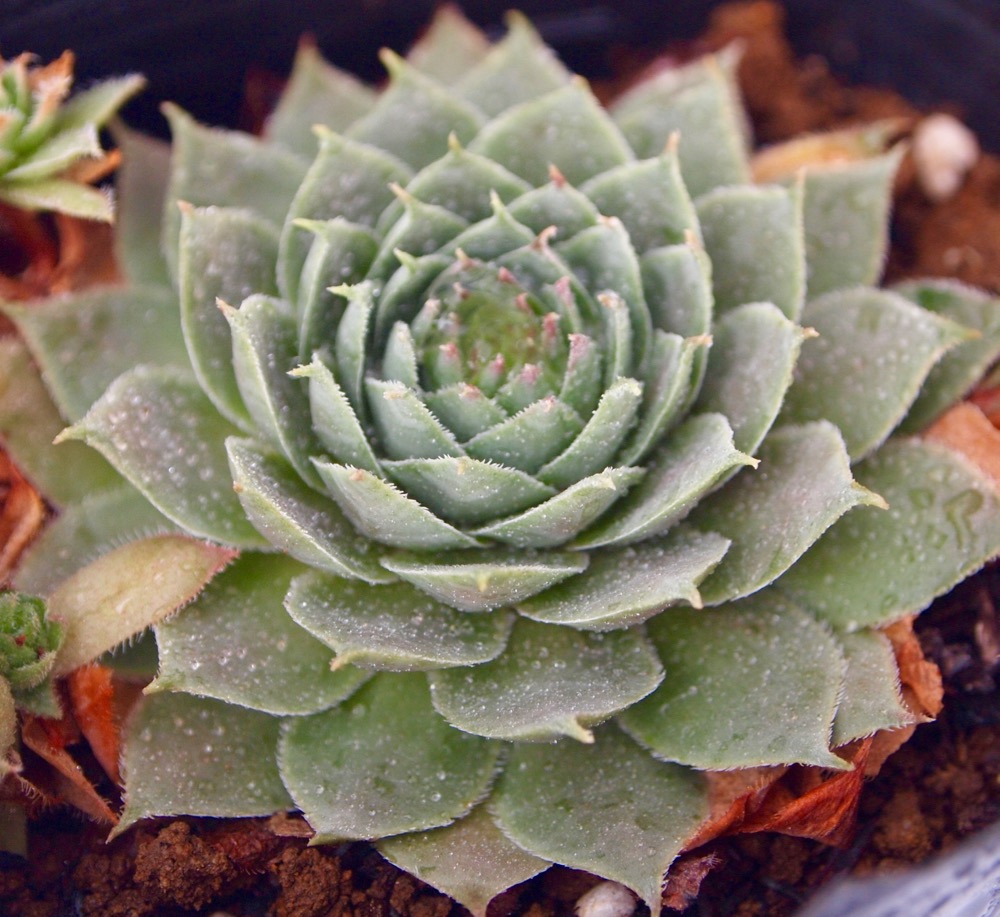 楽天市場】ダラス センペルビウム属 多肉植物 9cmポット観葉植物
