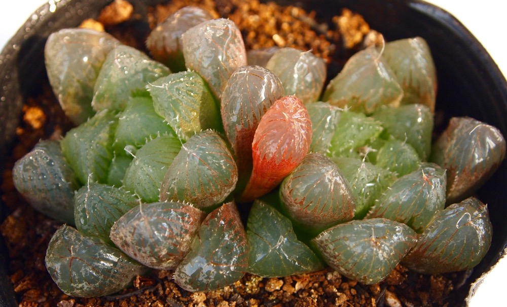 ハオルチア　王蟲 Yahoo!オークション - ハオルチア 王蟲 2枚目が出品苗です