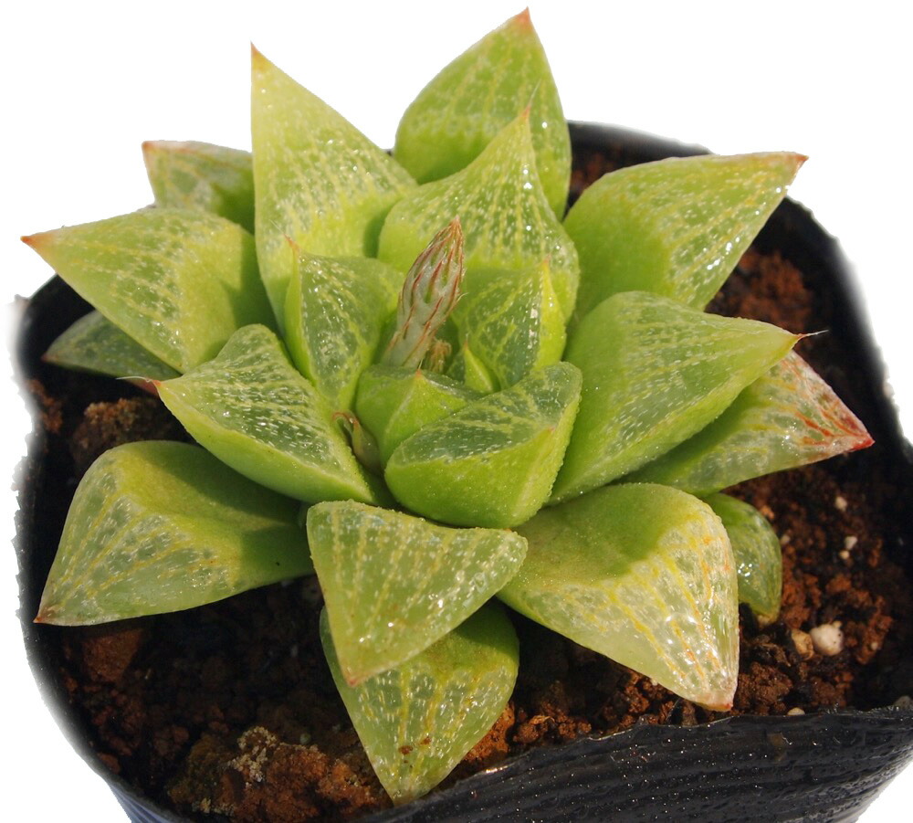多肉植物 ハオルチア属 ローズブーケット 楽天市場】多肉植物 ハオルチア シンビフォルミス 3号鉢 タニクショク