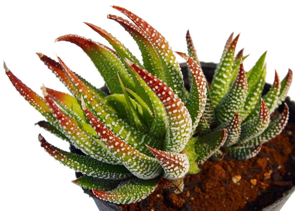 多肉植物 ハオルチア 台湾実生2(白鳥部屋) 多肉植物 ハオルチア 台湾実生2(白鳥部屋)