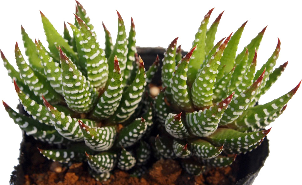 多肉植物 ハオルチア 台湾実生2(白鳥部屋) 多肉植物 ハオルチア 台湾実生2(白鳥部屋)