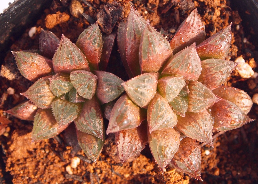 楽天市場】白うさぎ【ジュエルプランツ】ハオルチア属 多肉植物 9cm