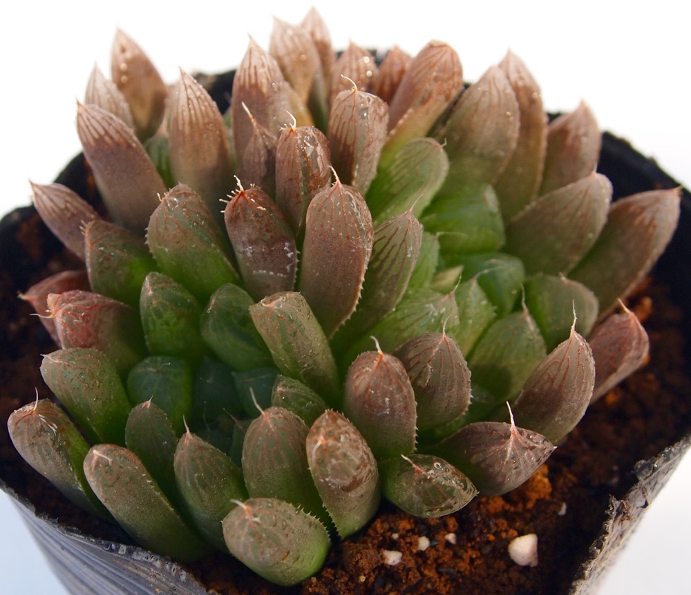 楽天市場 花鏡 ハオルチア属 デラックス多肉 ジュエルプランツ 多肉植物 10 5cmポット観葉植物 雑貨 おすすめ インテリア 暮らし ハオルシア Haworthia サボテン 植物 多肉植物専門店 ビスタ