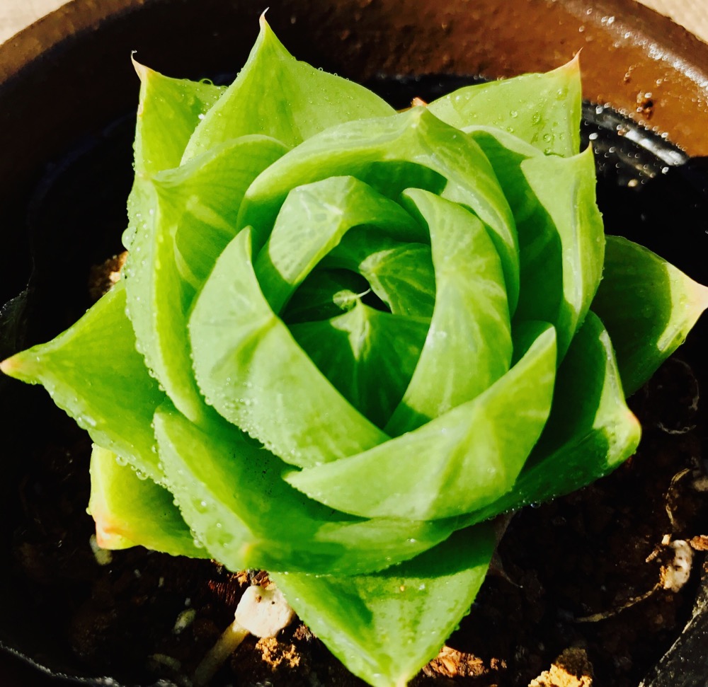 センペルビウム　ミセスジョセフィ 楽天市場】ミセスジョセフィ センペルビウム属 多肉植物 9cm