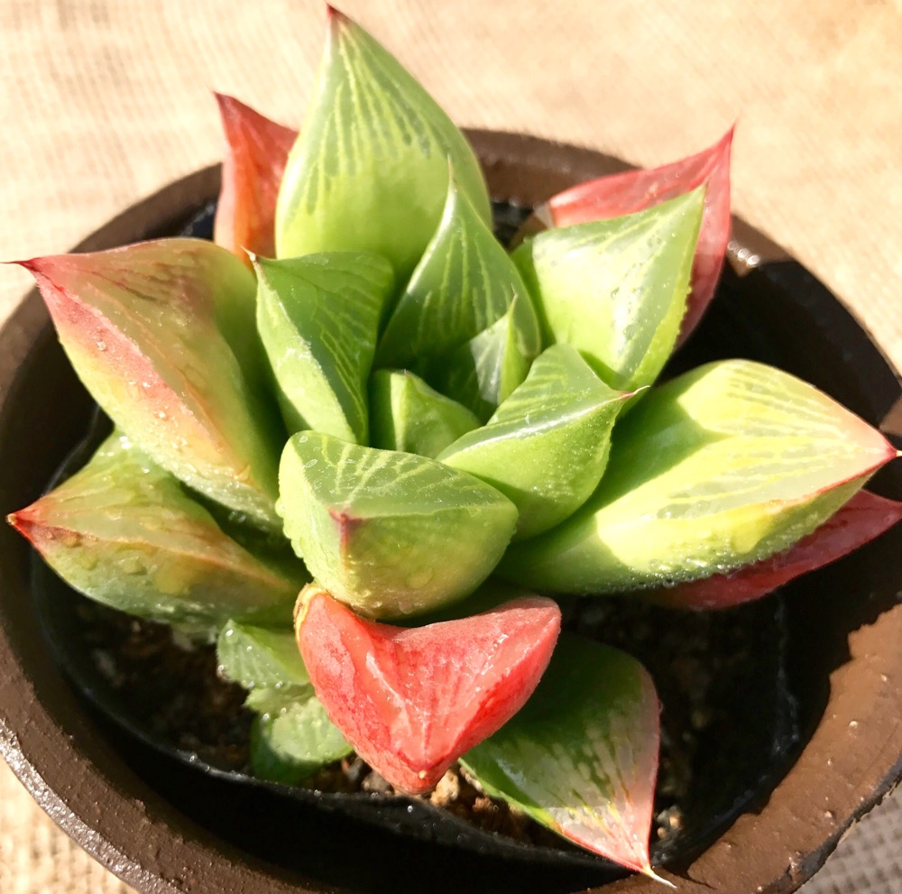 多肉植物 ハオルチア属 ローズブーケット ローズグリーン】ハオルチア属 五○成長記録○ 多肉植物 | みどりあお