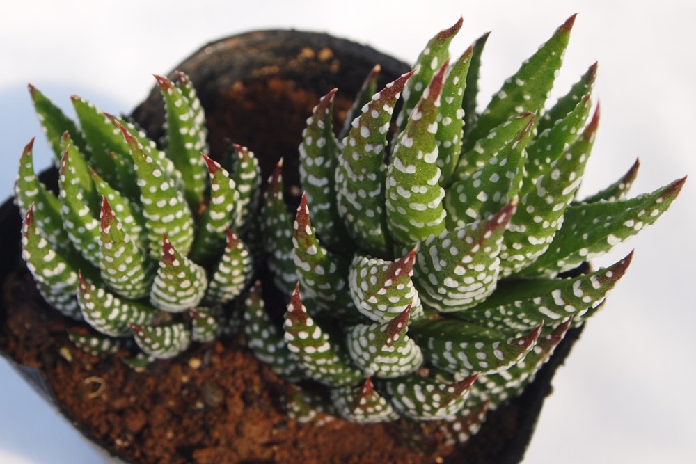 楽天市場】白鳥（ハクチョウ） ハオルチア属 多肉植物 9cmポット観葉