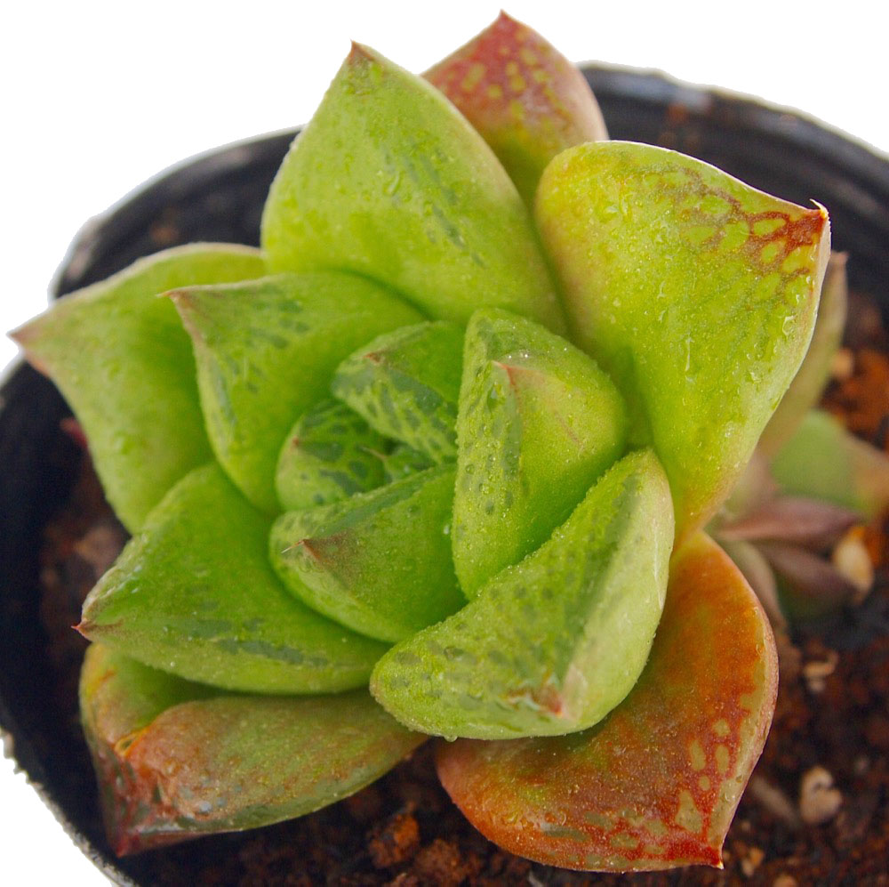 楽天市場 玉宝 ギョクホウ ジュエルプランツ ハオルチア属 多肉植物 9cmポット観葉植物 雑貨 おすすめ インテリア 暮らし ハオルシア Haworthia サボテン 植物 多肉植物専門店 ビスタ