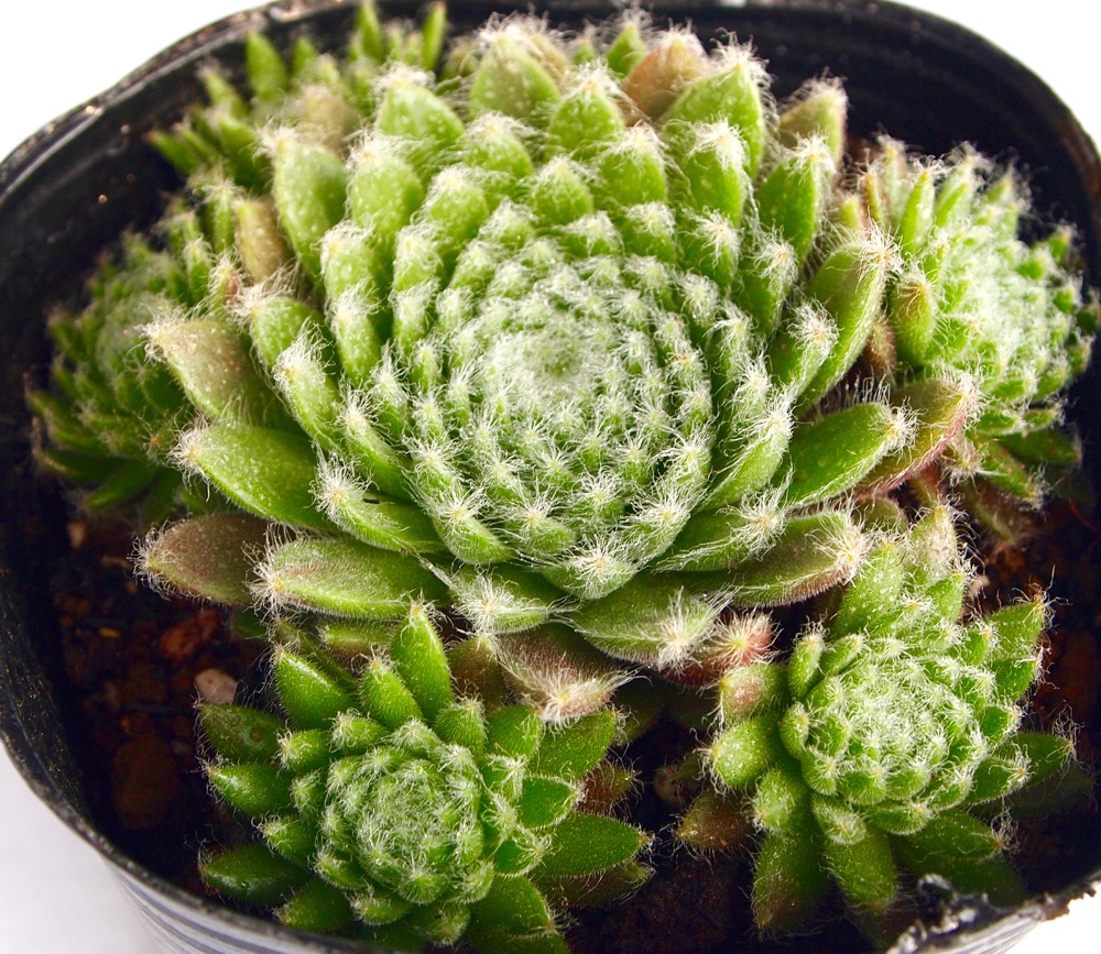mii様　センペル 多肉植物 センペルビウム シルバータウ 7.5cmポット苗 : ハニー