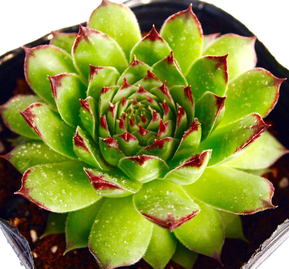 楽天市場】ストロベリーベルベット センペルビウム属 多肉植物 9cm