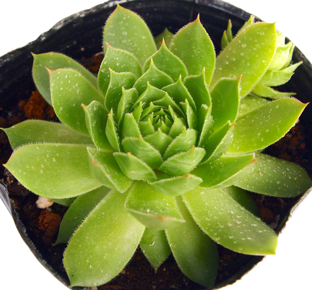 多肉植物 センペルビウム パシティックナイト 多肉植物 センペルビウム