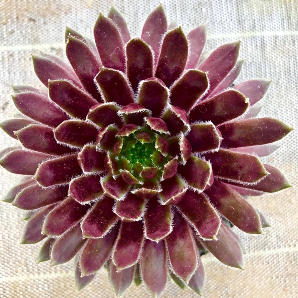 楽天市場】ジャンヌダルク センペルビウム属 多肉植物 9cmポット観葉