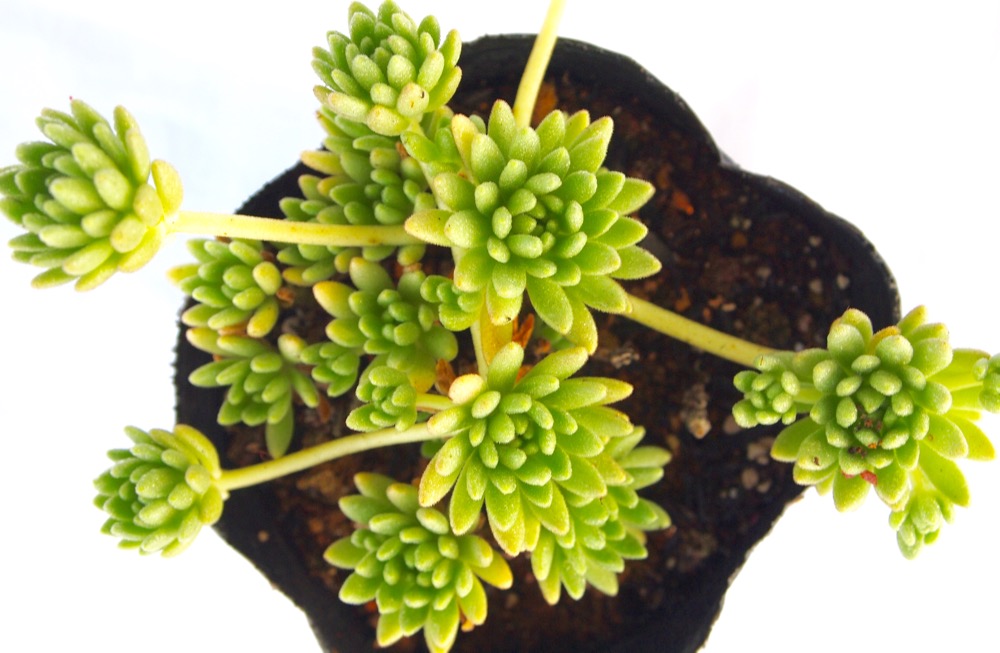 楽天市場 ウィンクレリー セダム属 多肉植物 9cmポット観葉植物 雑貨 おすすめ インテリア 暮らし 多肉植物 植木鉢 リビング 鉢植え 紅葉 多肉植物専門店 ビスタ