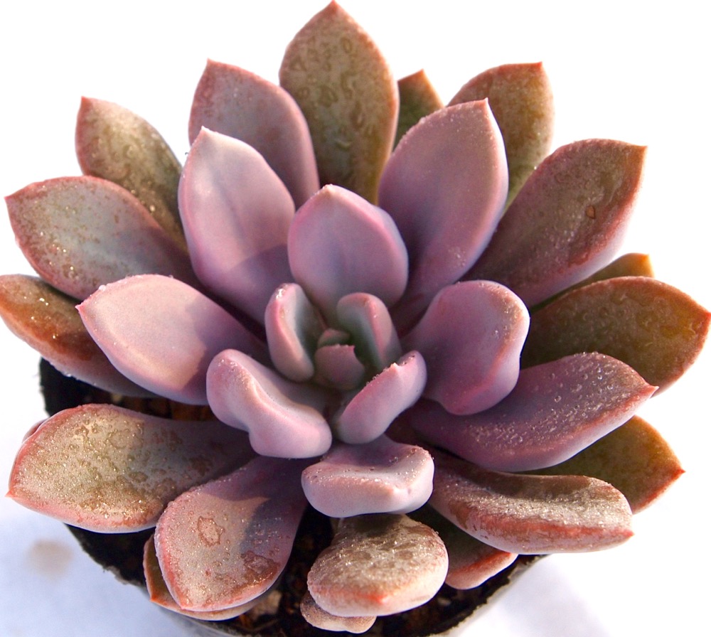 楽天市場】シンデレラ パキフィツム属 多肉植物 9cmポット観葉