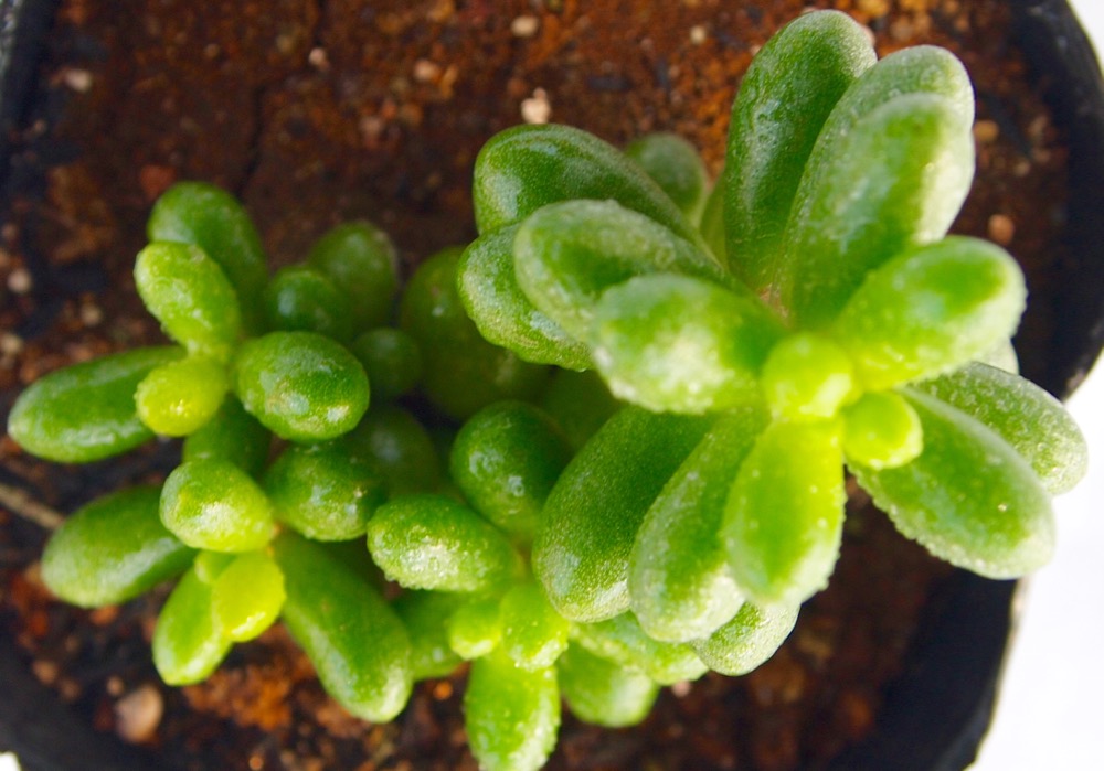 緑亀の卵 ミドリガメノタマゴ セダム属 多肉植物 9cmポット観葉植物 雑貨 おすすめ インテリア 暮らし 多肉植物 植木鉢 リビング 鉢植え 紅葉 Letempslev K7a Com