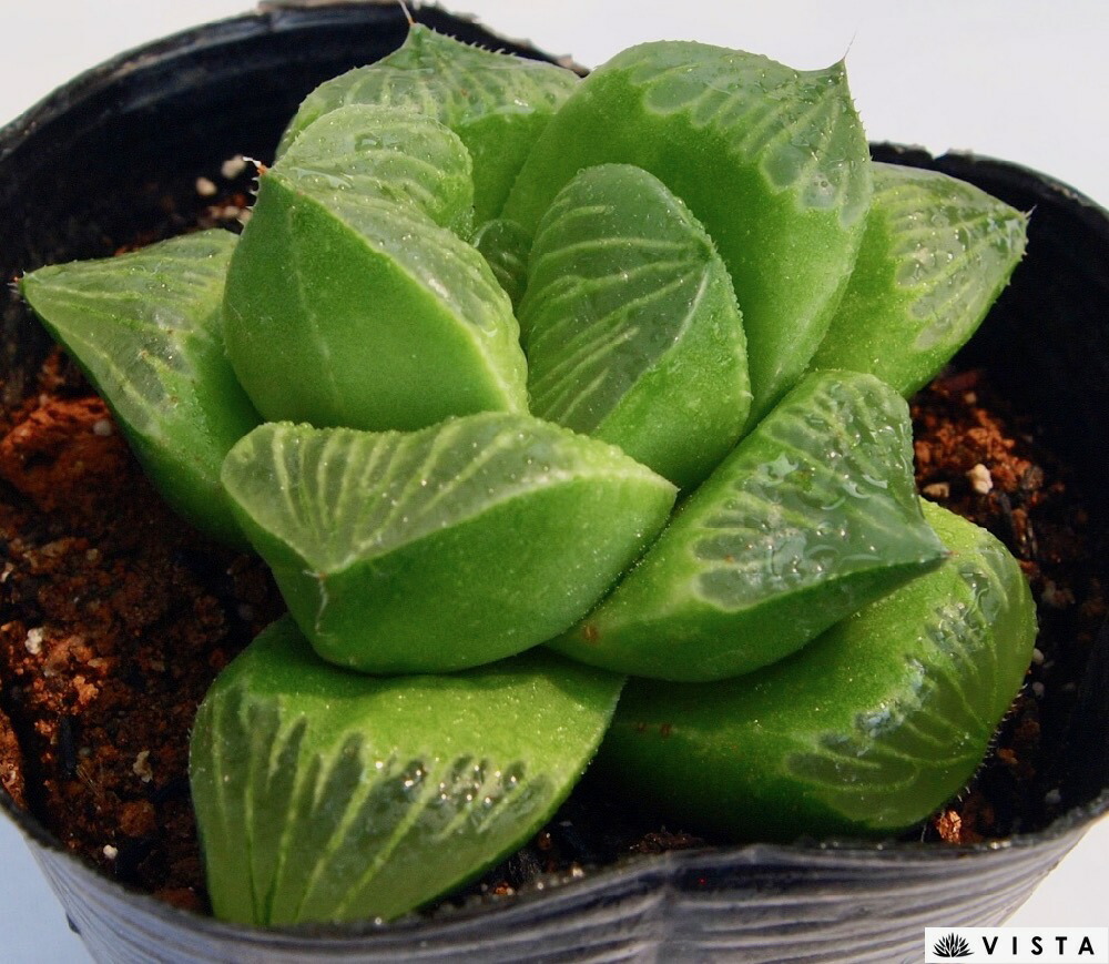 楽天市場 グリーンローズ ハオルチア属 ジュエルプランツ 多肉植物 9cmポット観葉植物 雑貨 おすすめ インテリア 暮らし ハオルシア Haworthia サボテン 植物 多肉植物専門店 ビスタ 楽天市場 グリーンローズ ハオルチア属 ジュエルプランツ 多肉植物 9cmポット観葉植物 雑貨 おすすめ インテリア 暮らし ハオルシア Haworthia サボテン 植物 多肉植物専門店 ビスタ